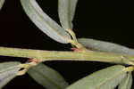 Narrowleaf lespedeza